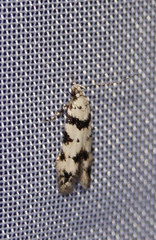 Pseudotelphusa scalella