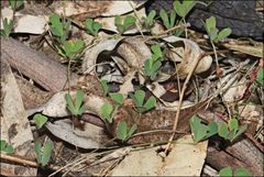 Marsilea costulifera