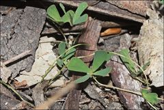 Marsilea costulifera