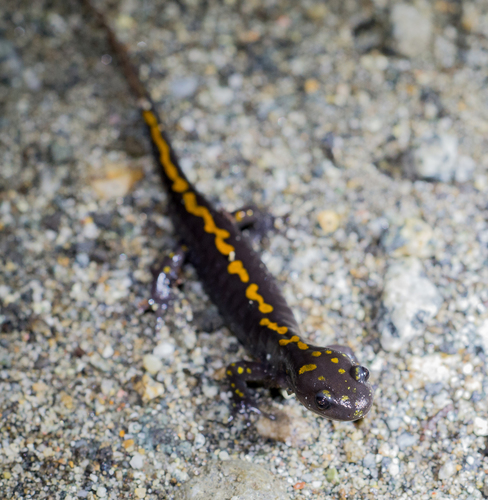 Long-toed Salamander