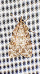 Scoparia pyralella
