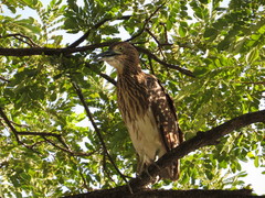 Nycticorax caledonicus