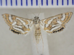 Anydraula pericompsa