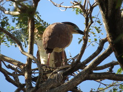 Nycticorax caledonicus