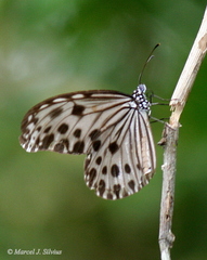 Ideopsis gaura