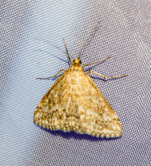 Evergestis frumentalis