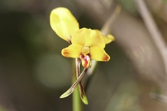 Diuris brachyscapa
