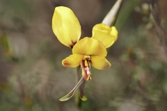 Diuris brachyscapa