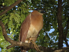 Nycticorax caledonicus