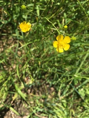 Ranunculus acris