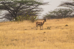Gazella bennettii