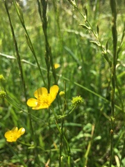 Ranunculus acris