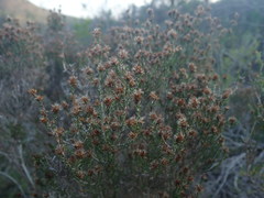 Stoebe rugulosa