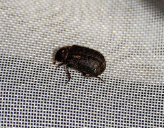 Trox scaber