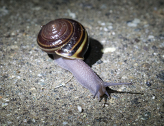 Helminthoglypta sequoicola