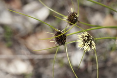 Schoenus curvifolius