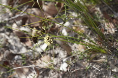 Schoenus curvifolius