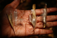 Genianthus laurifolius