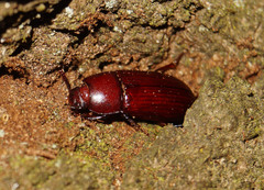 Uloma culinaris