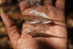 Genianthus laurifolius