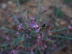 Polygala microlopha