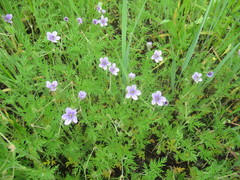Erodium stephanianum