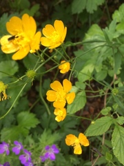 Ranunculus lanuginosus