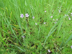 Erodium stephanianum