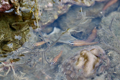 Ostorhinchus cyanosoma