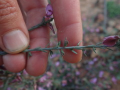 Polygala microlopha