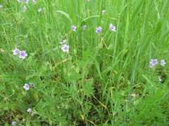 Erodium stephanianum