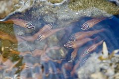 Ostorhinchus cyanosoma