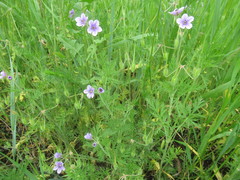 Erodium stephanianum
