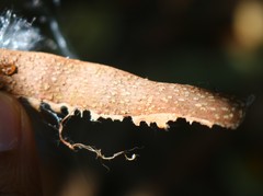 Genianthus laurifolius