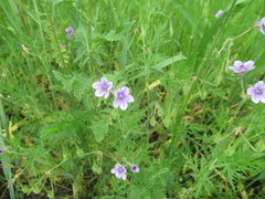 Erodium stephanianum