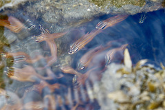 Ostorhinchus cyanosoma