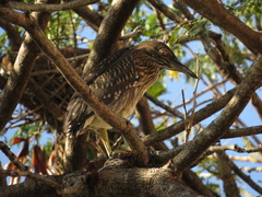 Nycticorax caledonicus