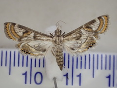 Cataclysta