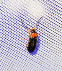 Conopalpus testaceus