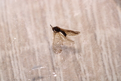 Sympherobius pygmaeus