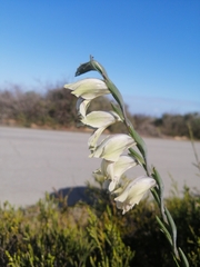 Gladiolus griseus