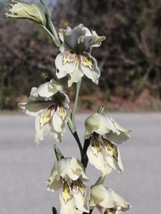 Gladiolus griseus