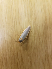 Sozusa scutellata