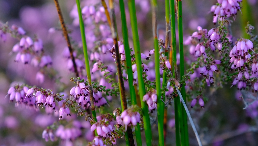 Limestone Minor Heath