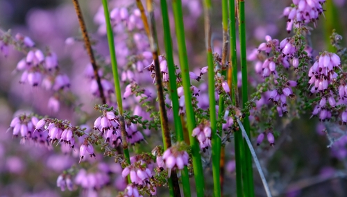 Erica albertyniae
