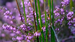 Erica albertyniae
