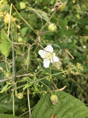 Rubus caesius