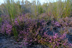 Erica albertyniae