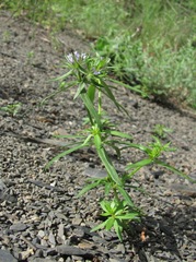Asperula arvensis