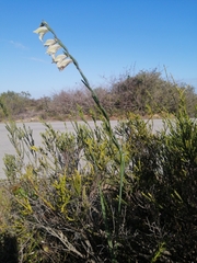Gladiolus griseus